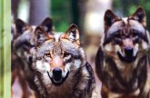 Wolfcenter Dörverden