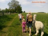 Wanderung mit Alpakas