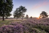 Heide Abendsonne