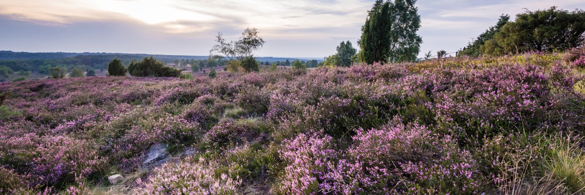 Heidelandschaft Die Gemeinde Neuenkirchen mit ihren Ortschaften