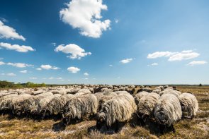Heidschnucken Heidschnuckenherde