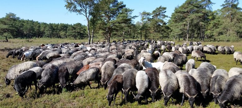 Schnuckenherde in der Heide Die Neuenkirchener Schnuckenherde am Schwarzen Dreck