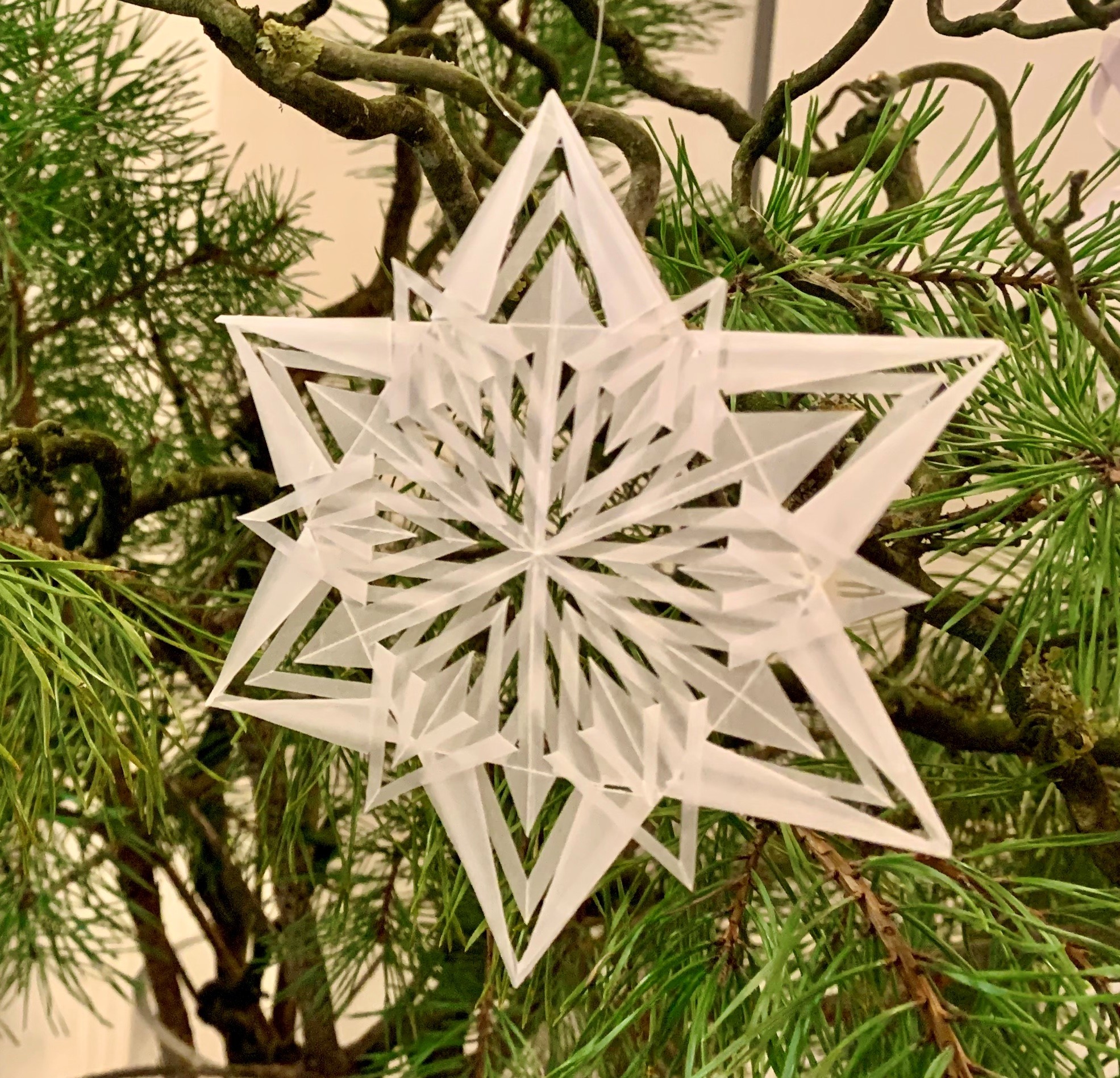 Weihnachtsstern Kunstverein