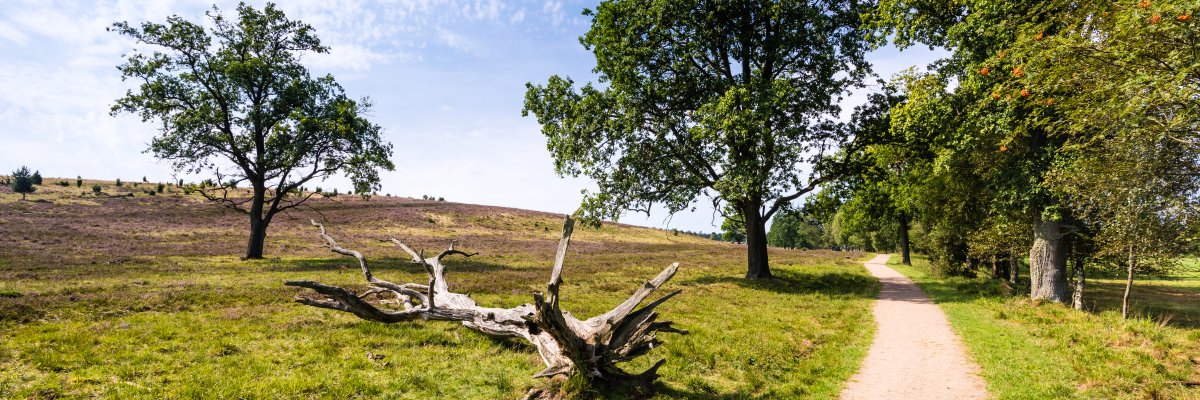 Wanderweg in der Sonne Sonniger Weg