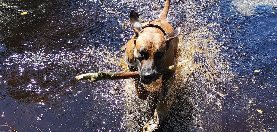 Hundeschwimmen Hund mit Stock im Wasser