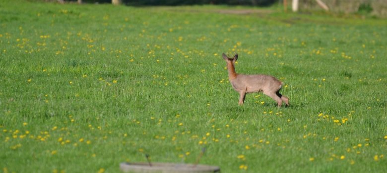 Rehbock auf einer Wiese Ein Rehbock auf einer grünen Wiese in Behningen
