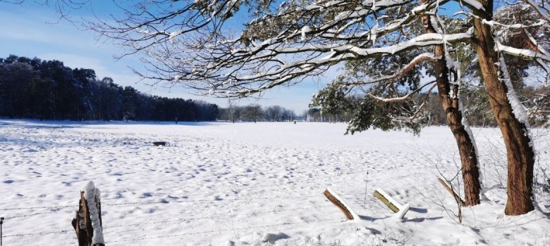 Winterbedeckte Landschaft - Behningen Eine Wiese im Ortsteil Behningen zur Winterzeit - komplett mit Schnee bedeckt.
