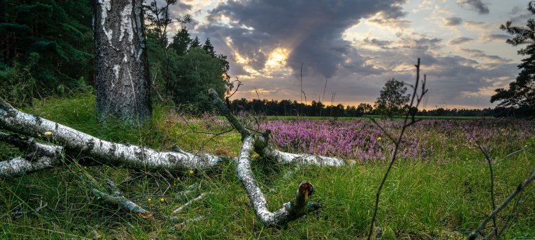 Heide in Gilmerdinger Gemarkung Heidelandschaft Richtung Schäferhof