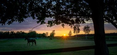 Pferde im Abendlicht in Steinberg