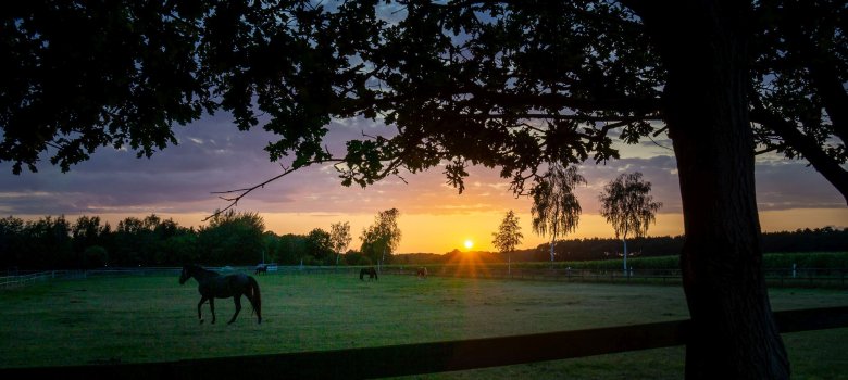 Pferde auf Weide Pferde im Abendlicht in Steinberg